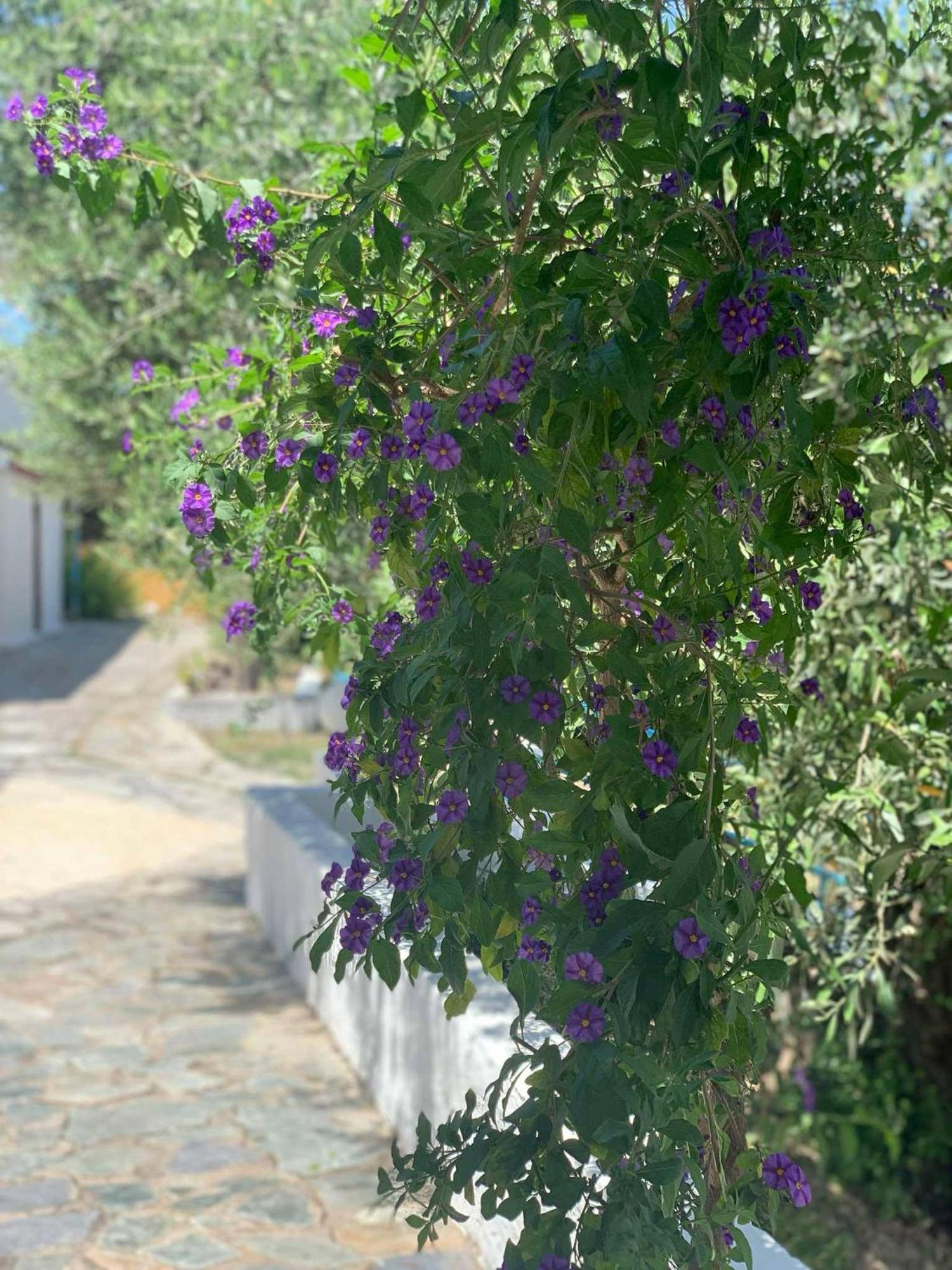 Artaki R Apartments Koroni  Exterior photo